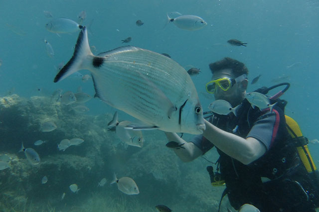 Tauchen in Didim: Entdecken Sie die Magie unter der Wasseroberfläche