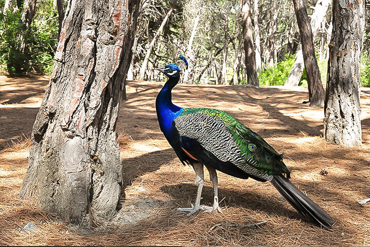 Plaka Ormanı