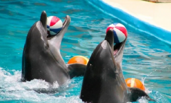 Didim Dolphin Show