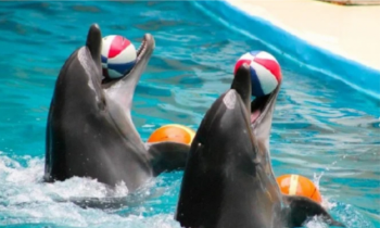 Pokaz delfinów Didim | Odkryj zabawną stronę tych pięknych, inteligentnych stworzeń