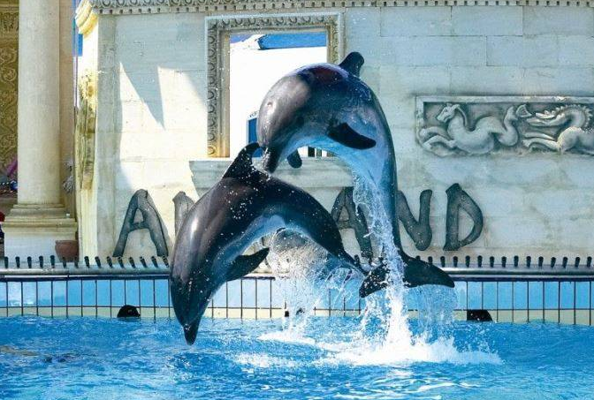 Didim Dolphin Show: A Fun and Exciting Experience