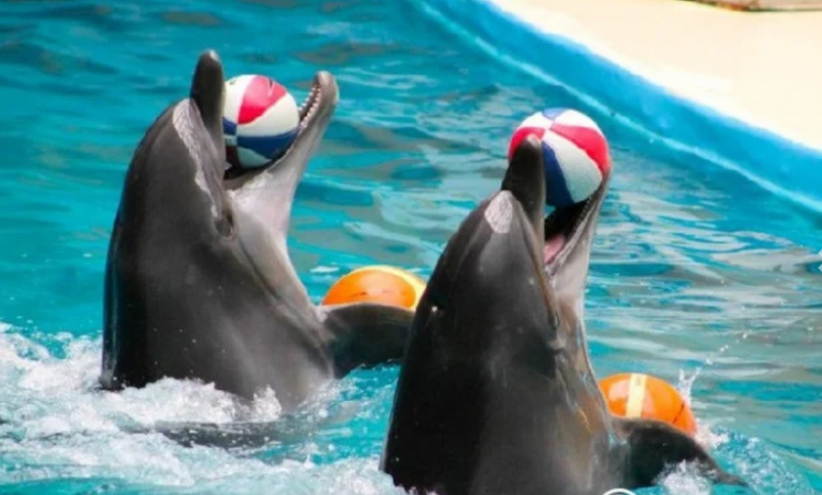 Didim Dolphin Show