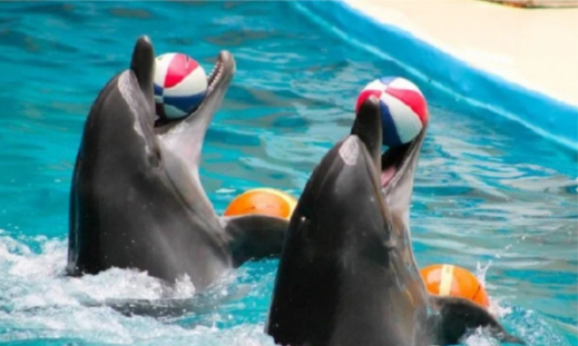 Didim Delfinshow | Erleben Sie die lustige Seite dieser wunderschönen, intelligenten Tiere